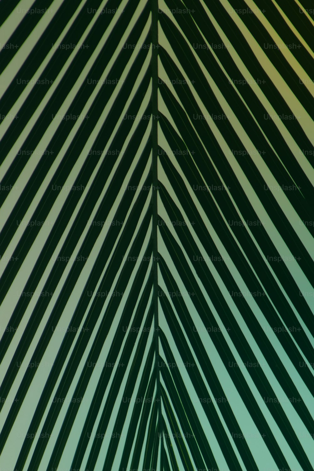 a close up view of a palm leaf