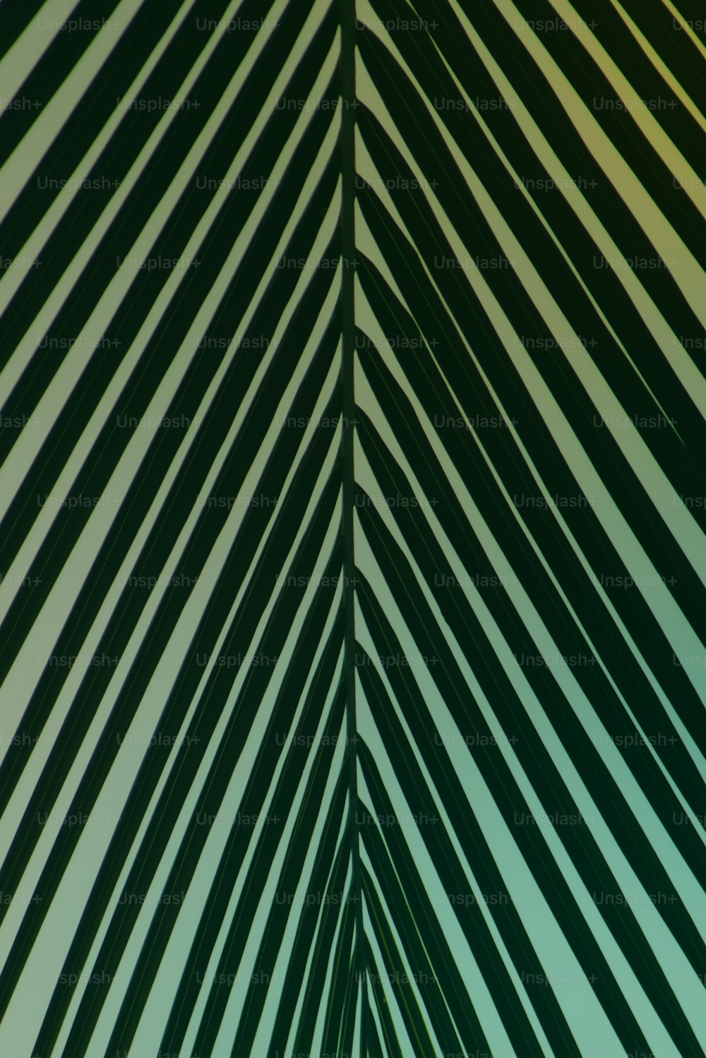 uma visão de perto de uma folha de palmeira