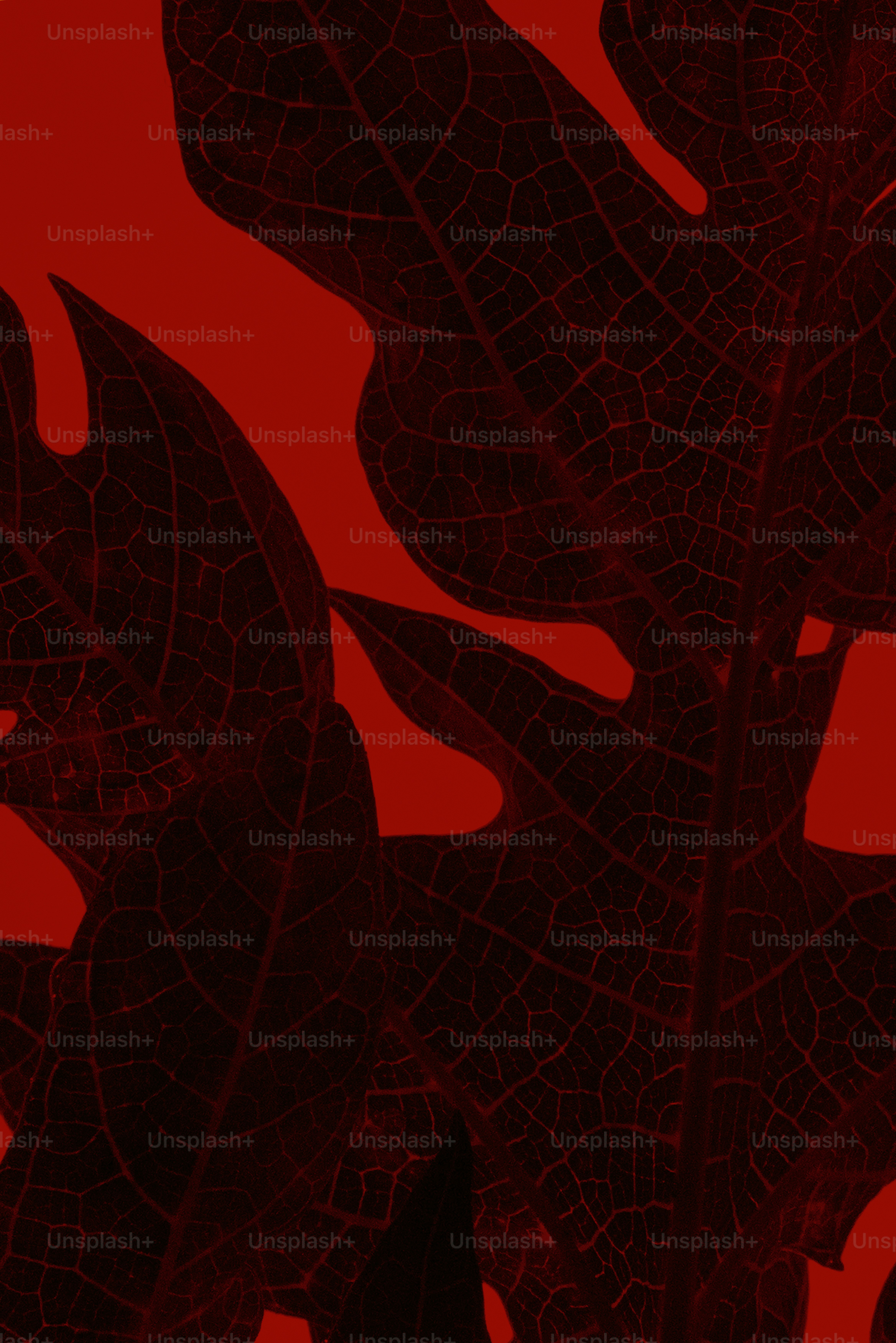 Un primo piano di una foglia su sfondo rosso