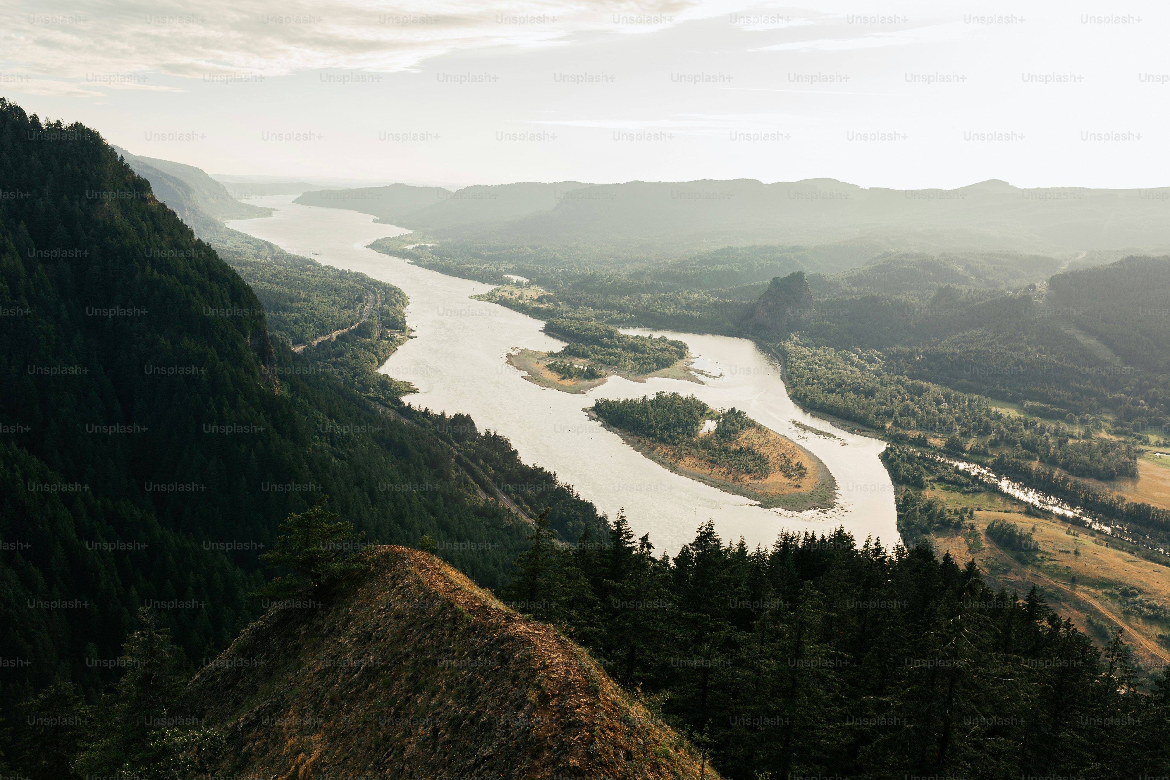 a river running through a lush green forest