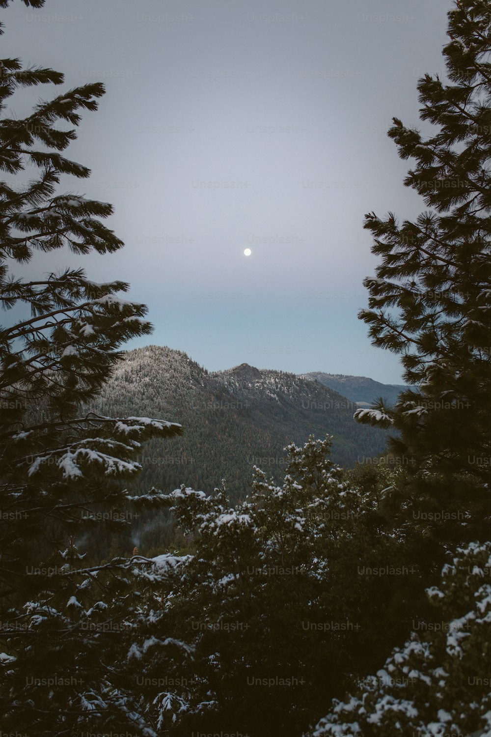 Una luna llena se ve a través de los árboles