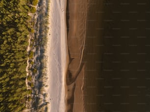 uma vista aérea de uma praia e árvores