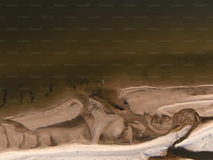 a group of animals standing on top of a sandy beach