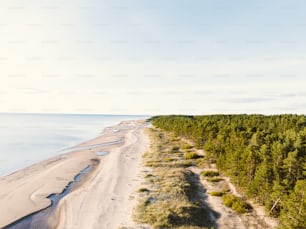 Eine Luftaufnahme eines Strandes und von Bäumen