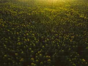Il sole splende tra gli alberi della foresta