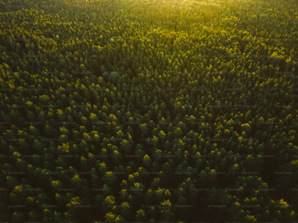 the sun shines through the trees in the forest