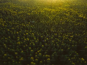 the sun shines through the trees in the forest