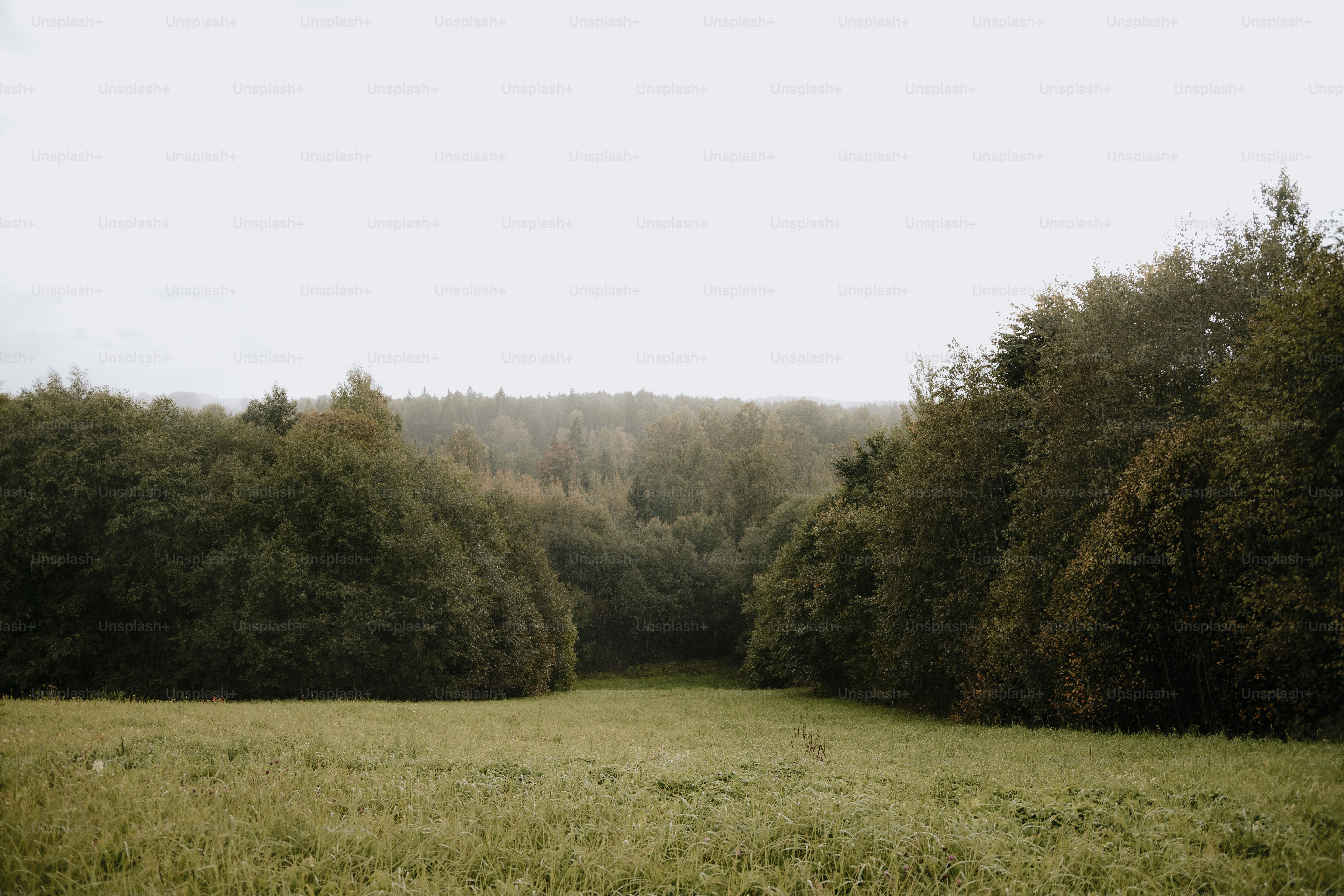 a grassy field with trees in the background