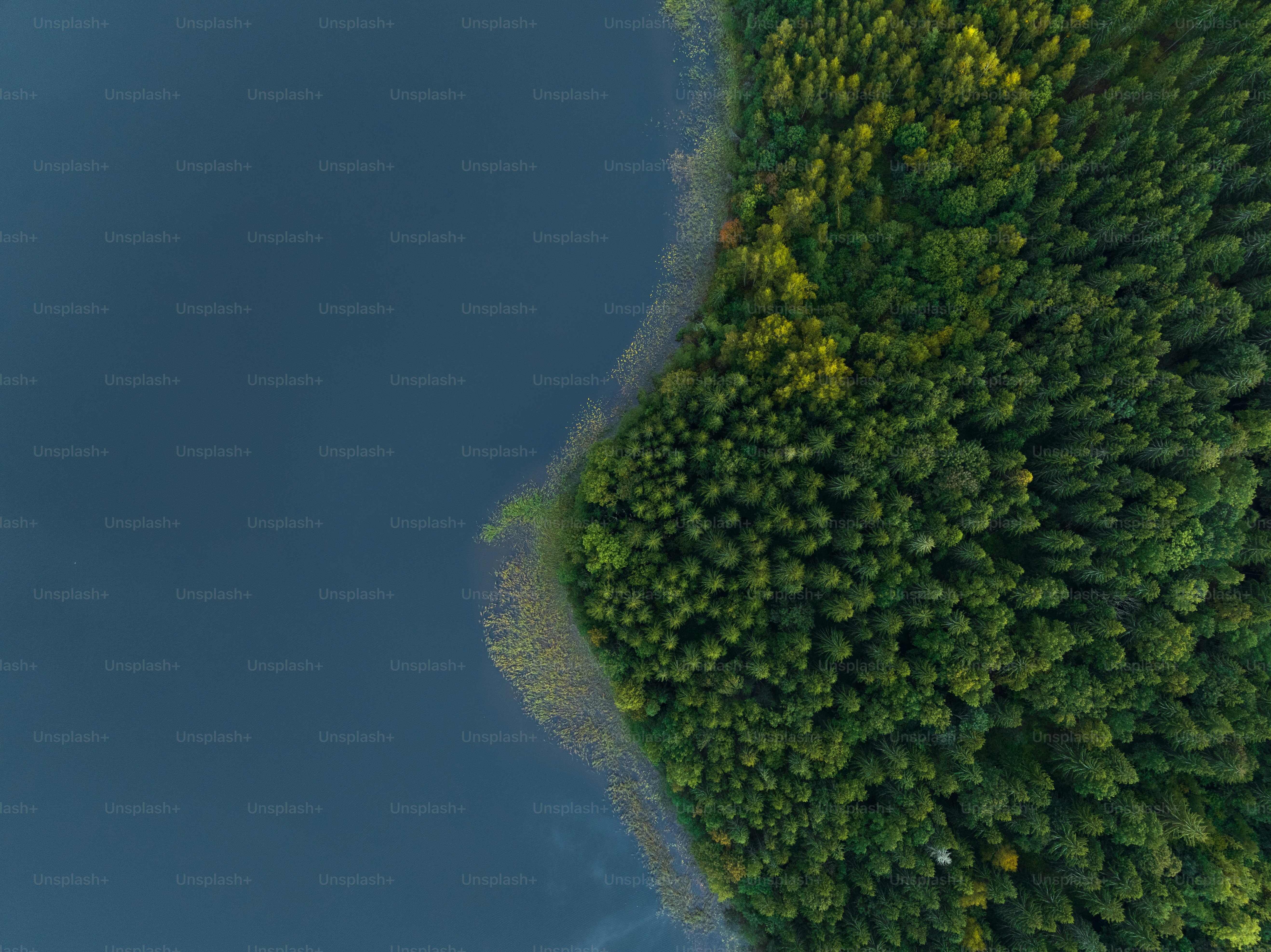 an aerial view of a lake surrounded by trees