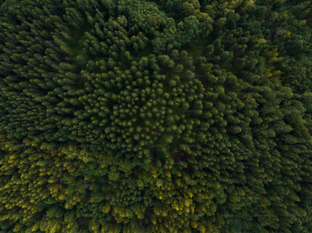 an aerial view of a forest with lots of trees