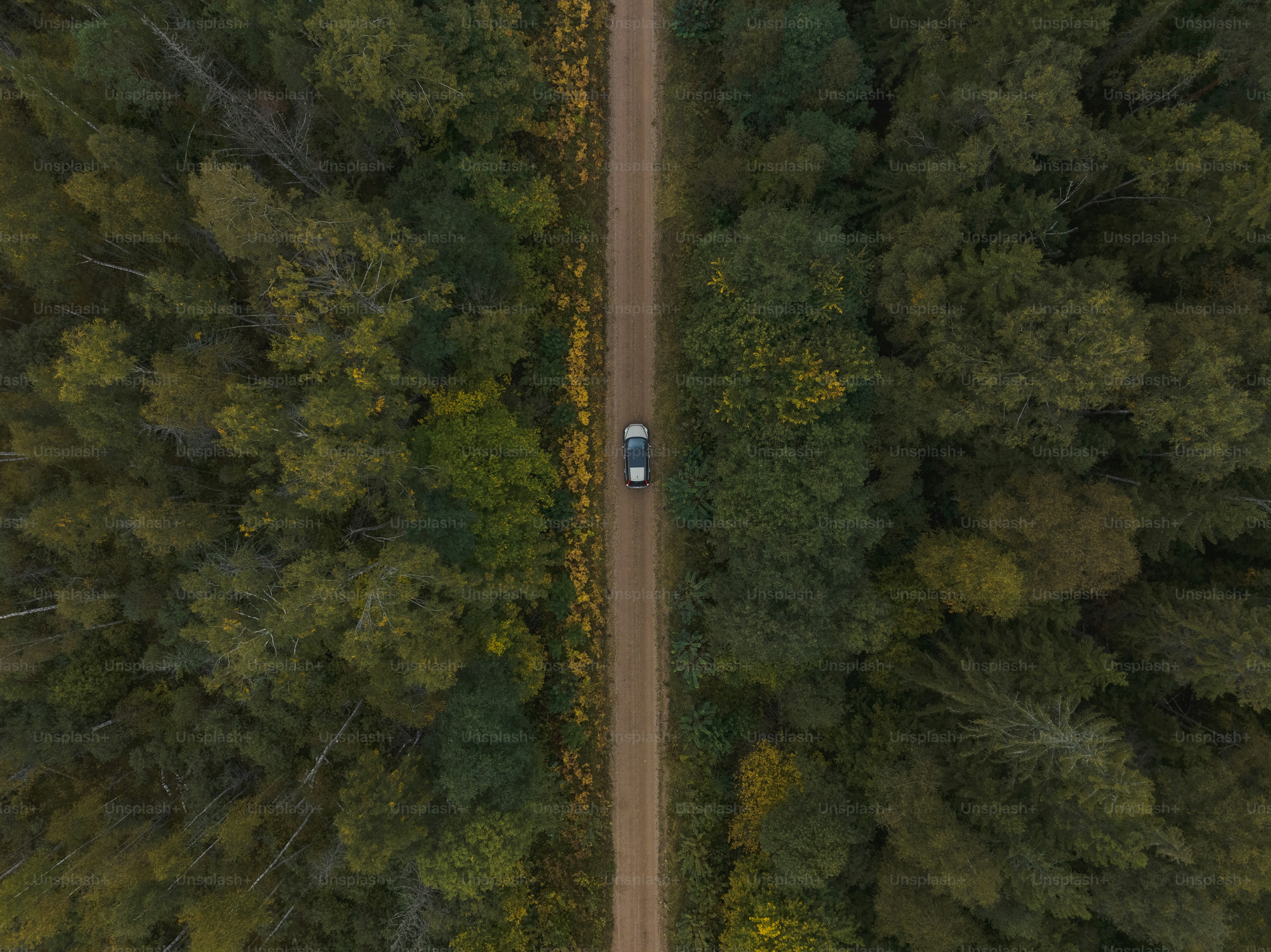 a car driving down a dirt road in the middle of a forest