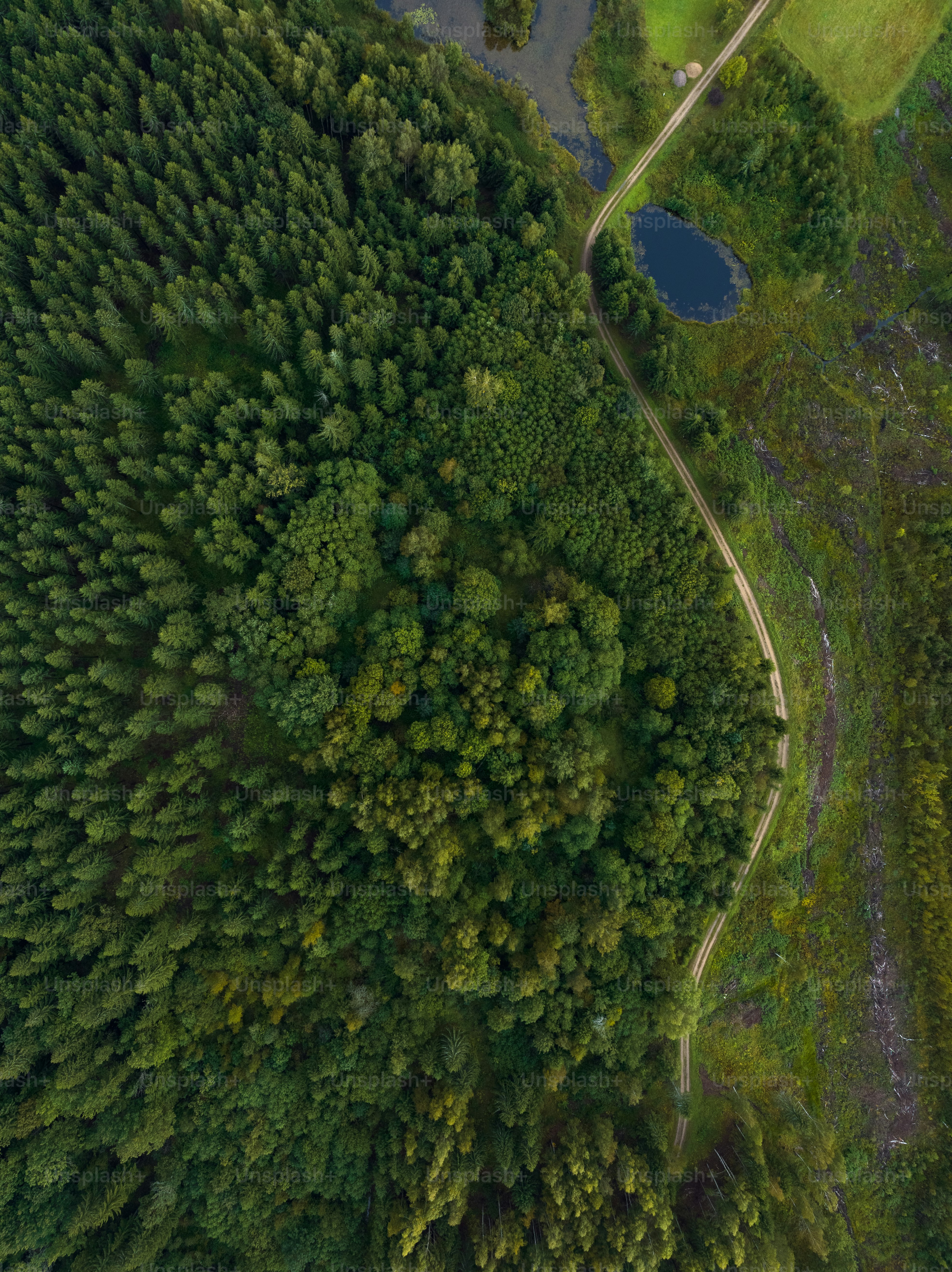 an aerial view of a road through a forest