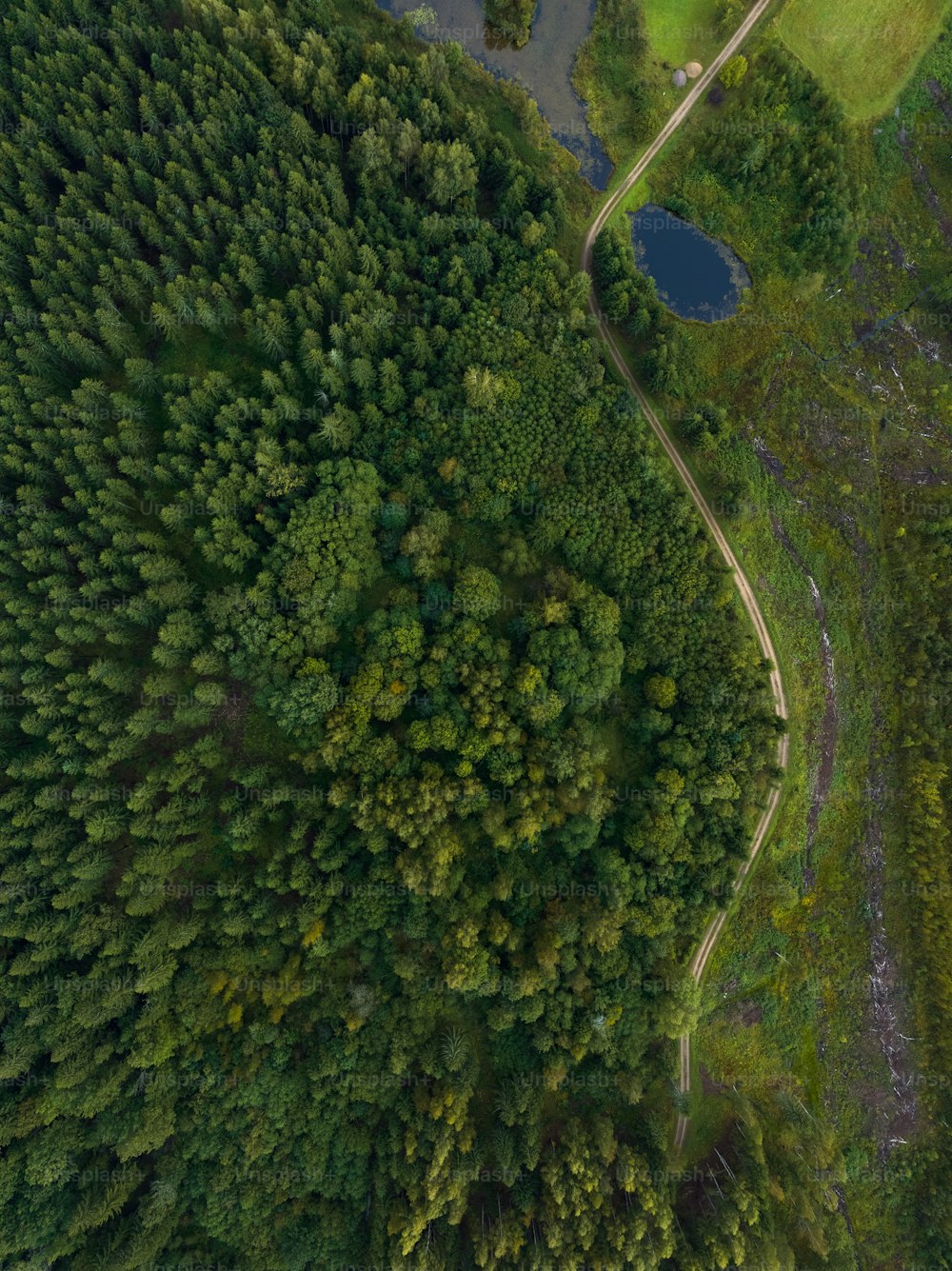 eine Luftaufnahme einer Straße durch einen Wald