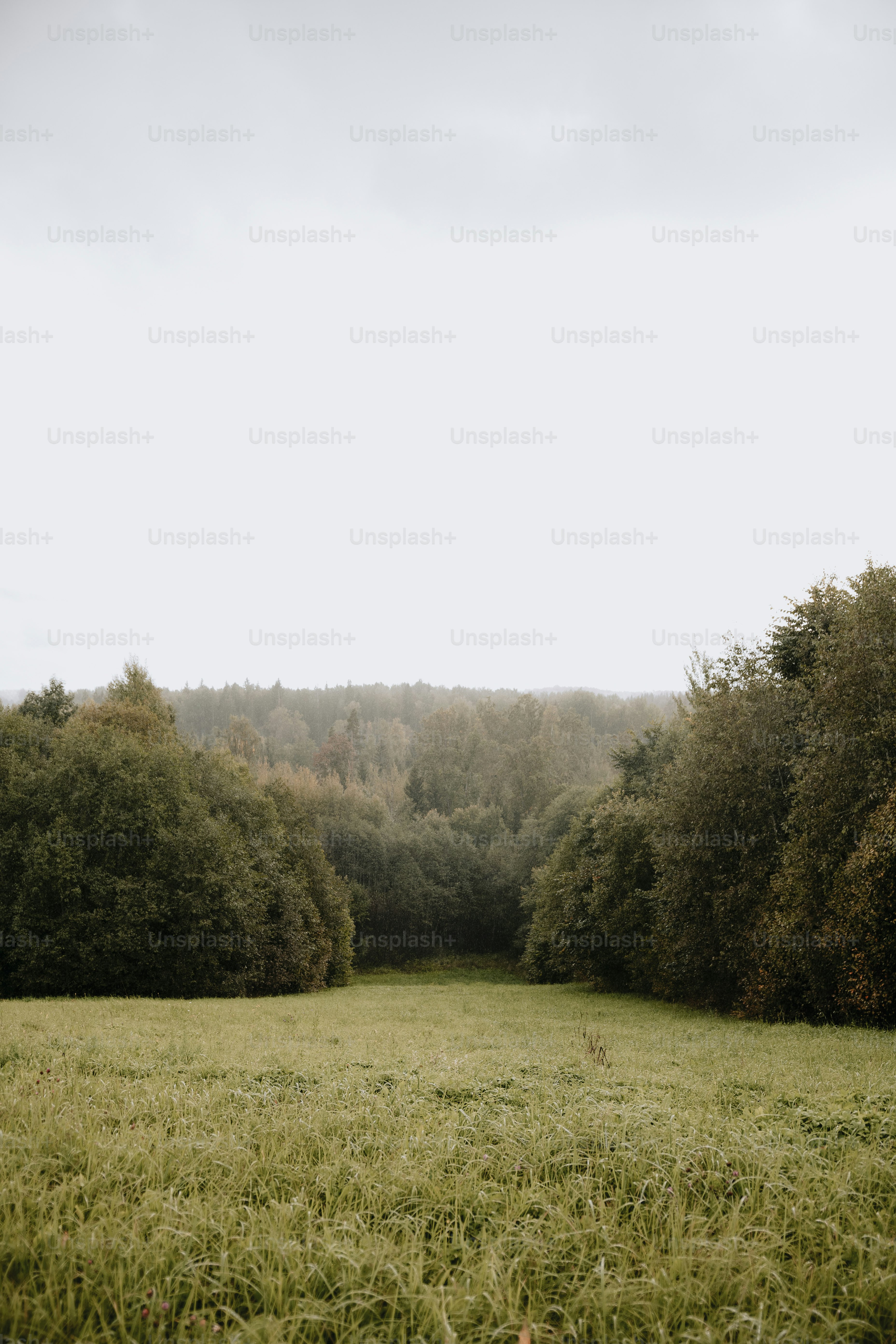 a grassy field with trees in the background