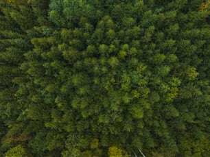 an aerial view of a forest with trees