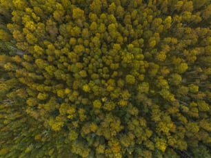 an aerial view of a forest with lots of trees