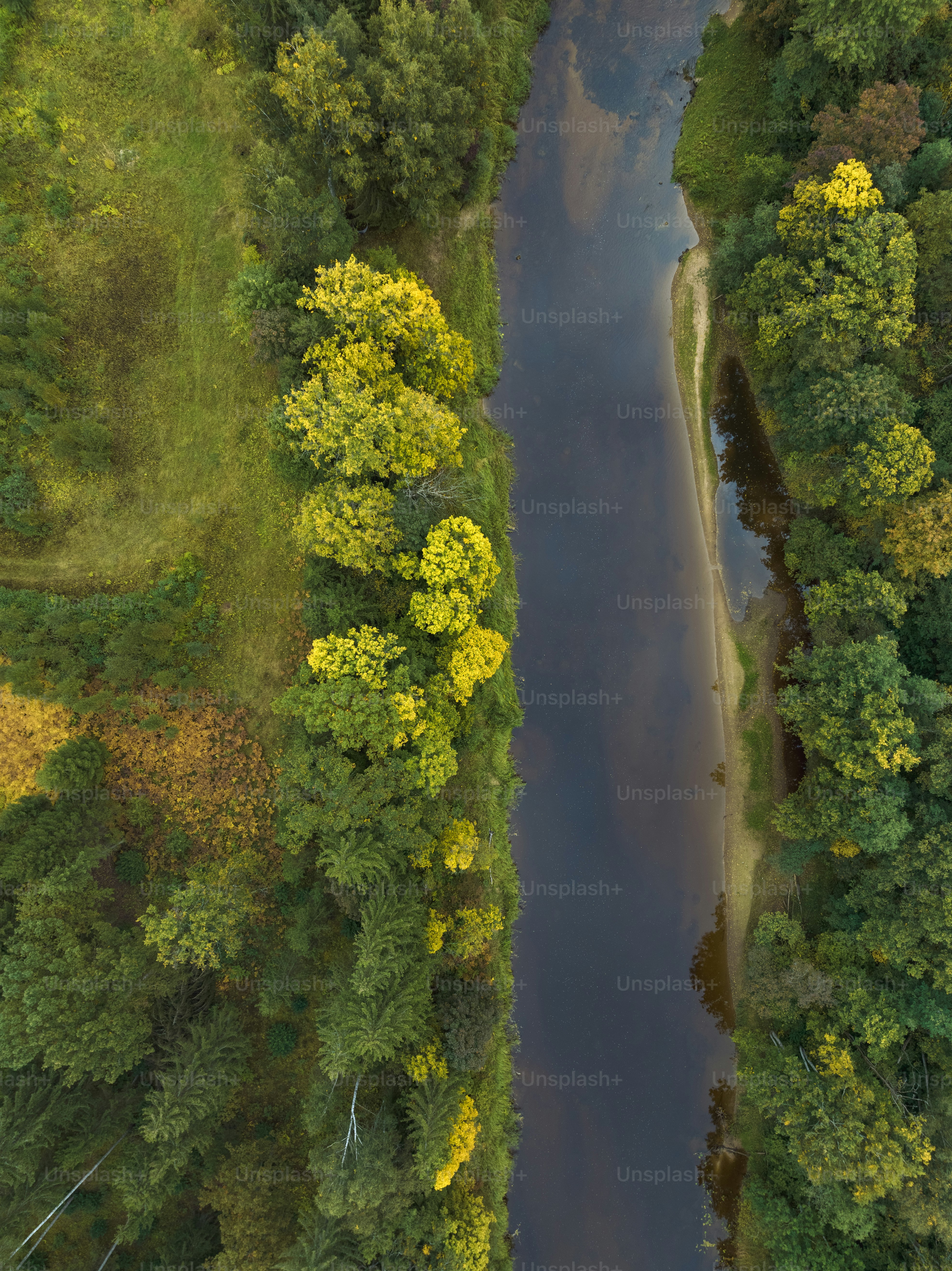 Un río que atraviesa un frondoso bosque verde