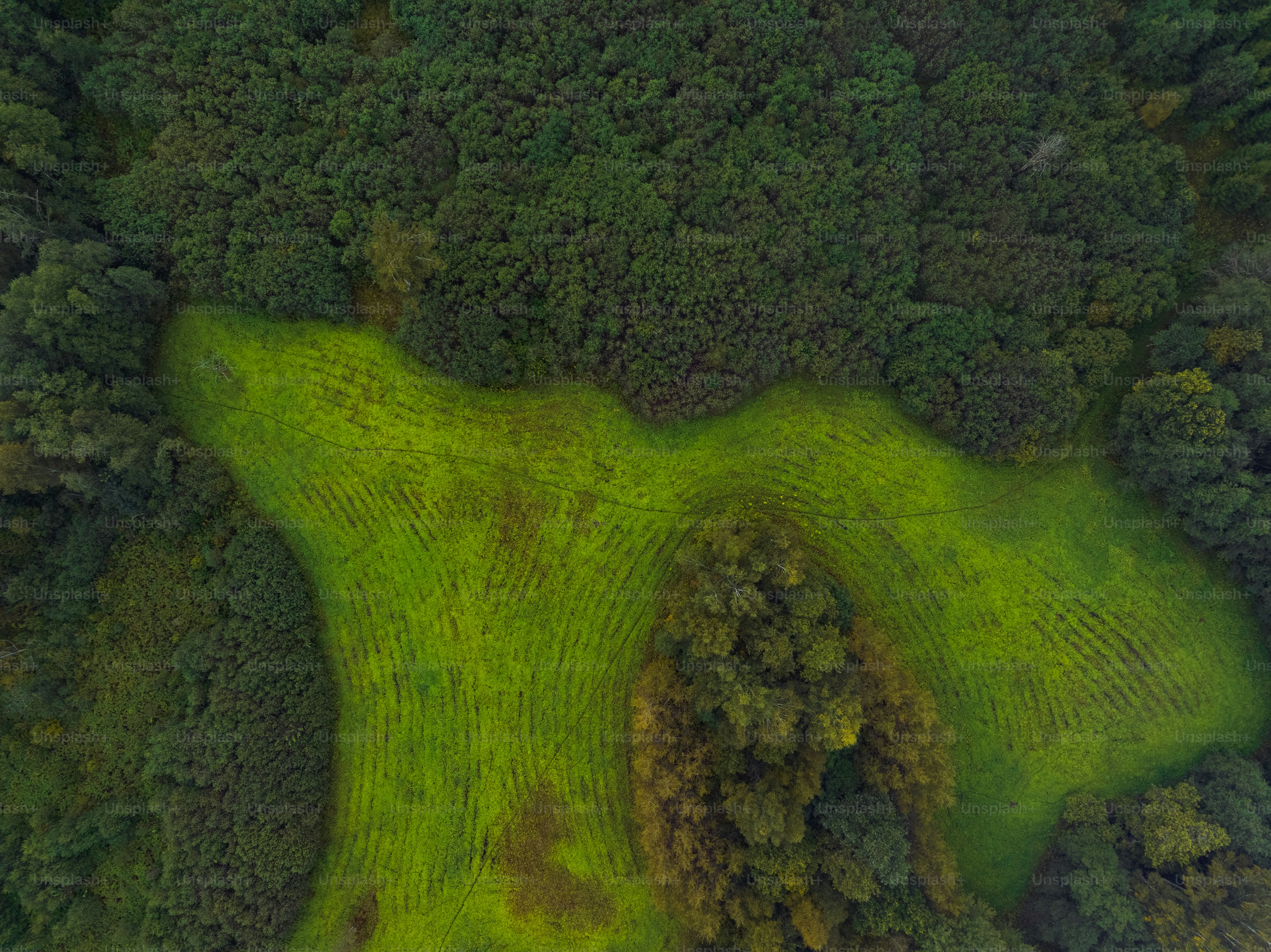 An aerial view of a lush green forest photo Forest aerial Image on