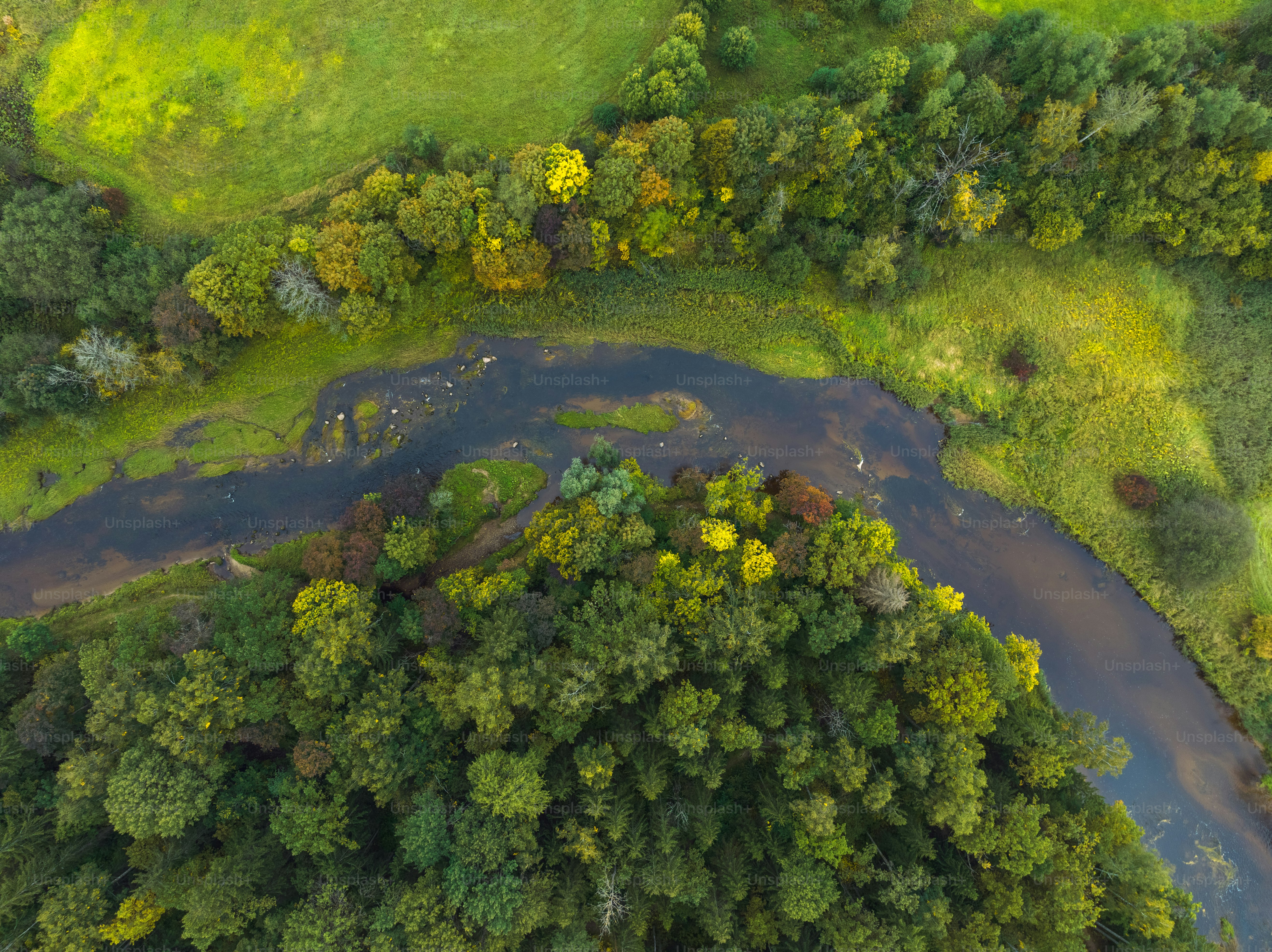 緑豊かな森の中を流れる川