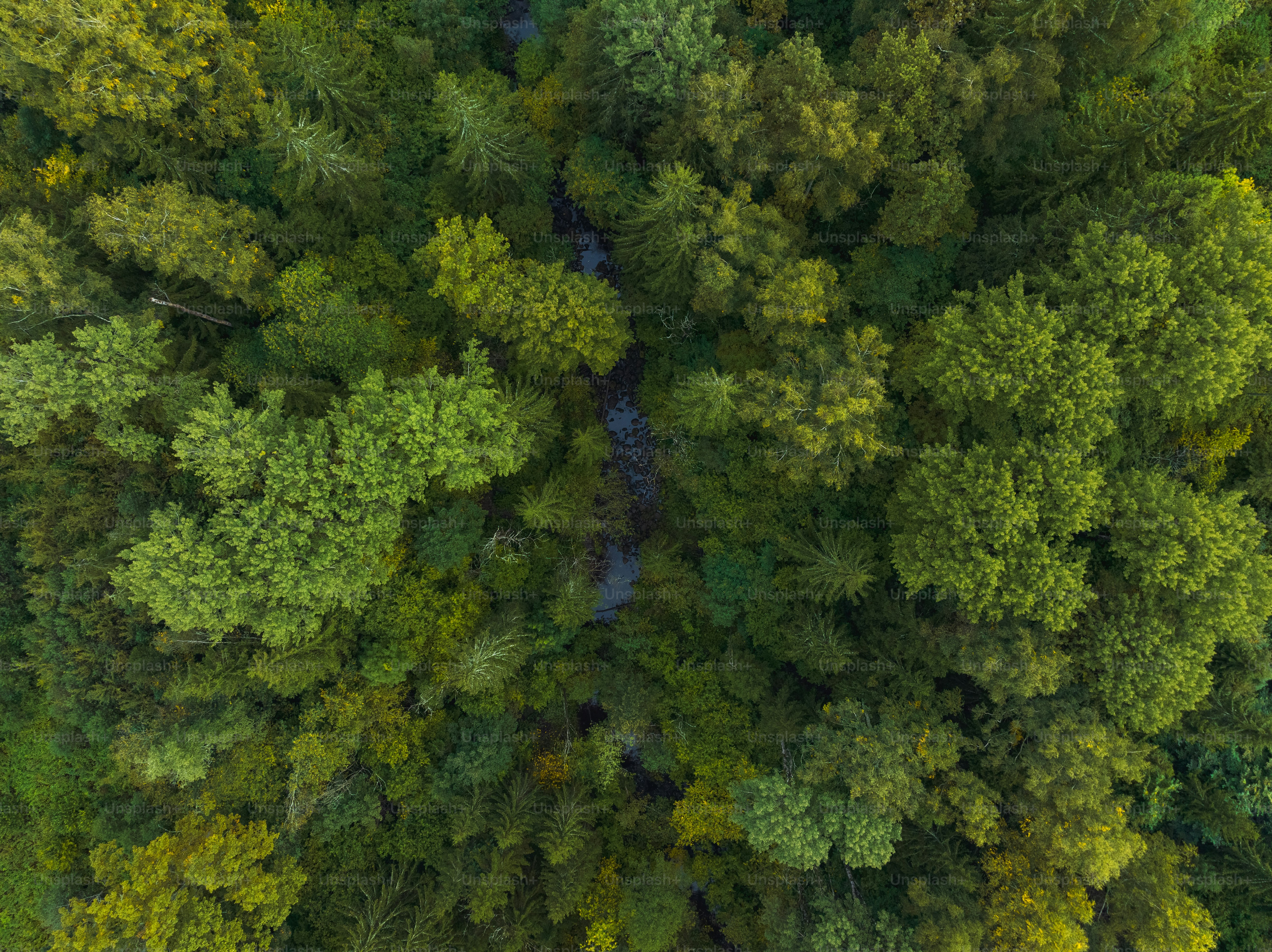 An aerial view of a forest with lots of trees photo – Drone photography ...