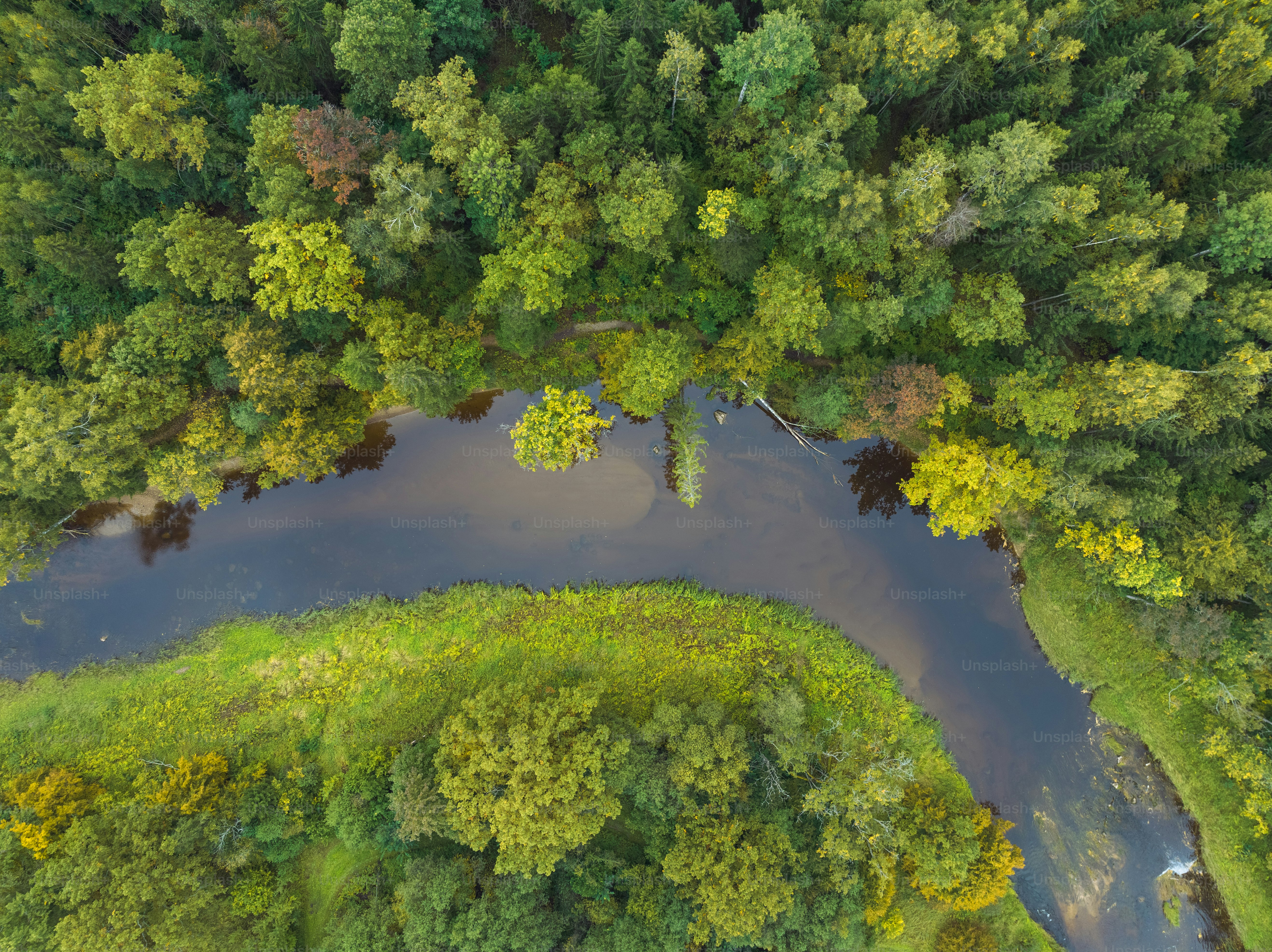緑豊かな森の中を流れる川