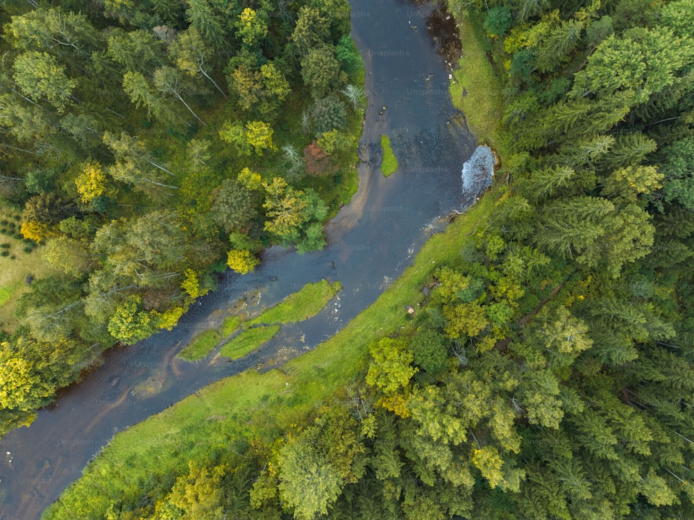 a river running through a lush green forest