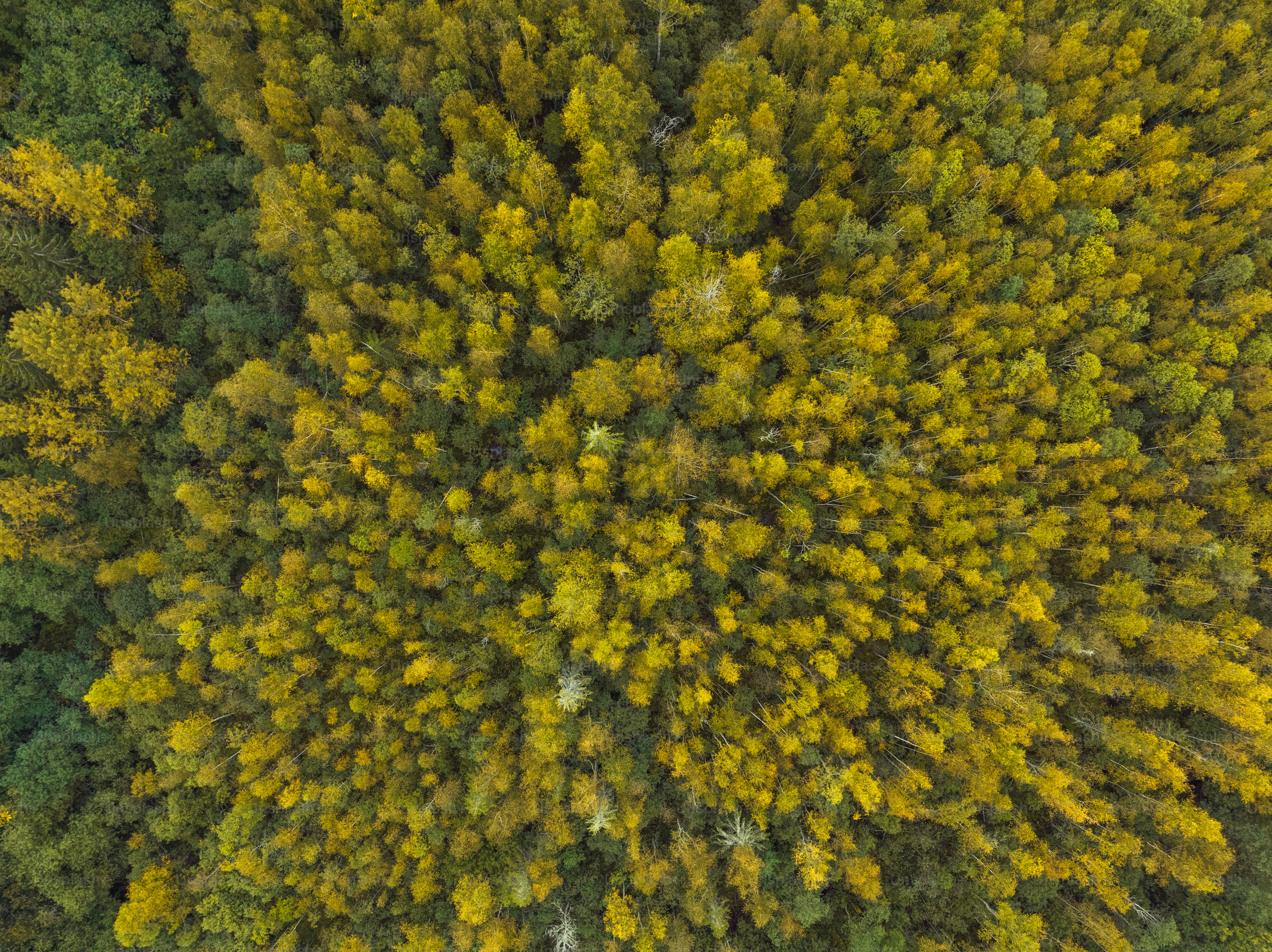 an aerial view of a forest with lots of trees