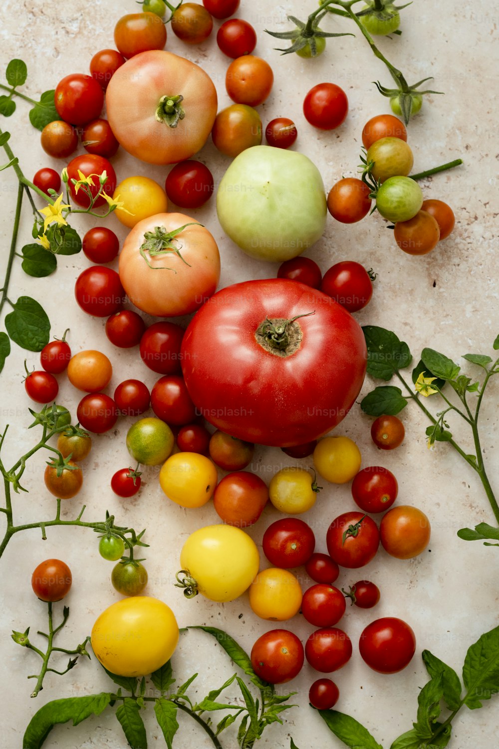um monte de diferentes tipos de tomates em uma mesa