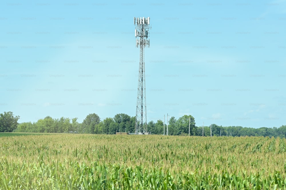 a cell phone tower in a field of corn