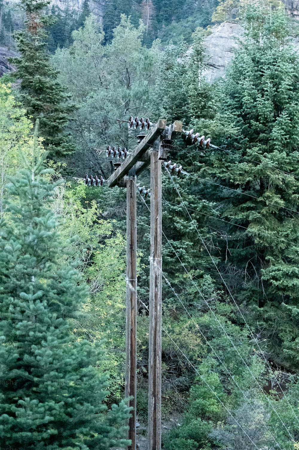 un groupe d’oiseaux assis au sommet d’une ligne électrique