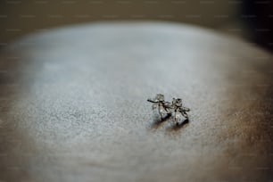 a tiny insect sitting on top of a table