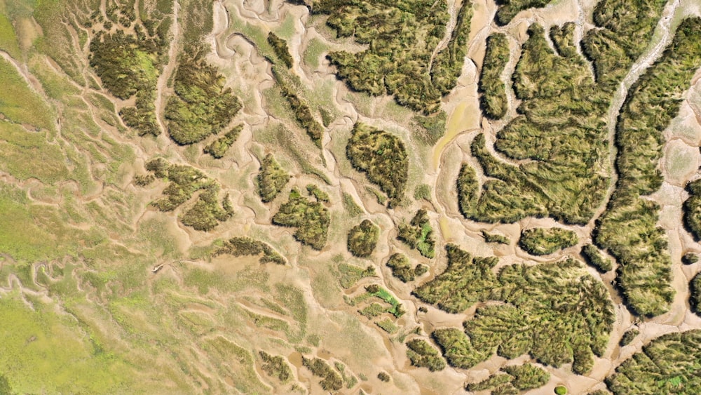 une vue aérienne d’une zone herbeuse avec des arbres
