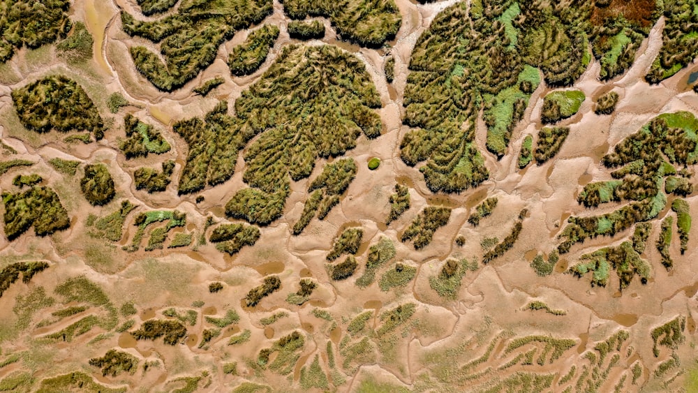 une vue aérienne d’une zone boisée avec des arbres