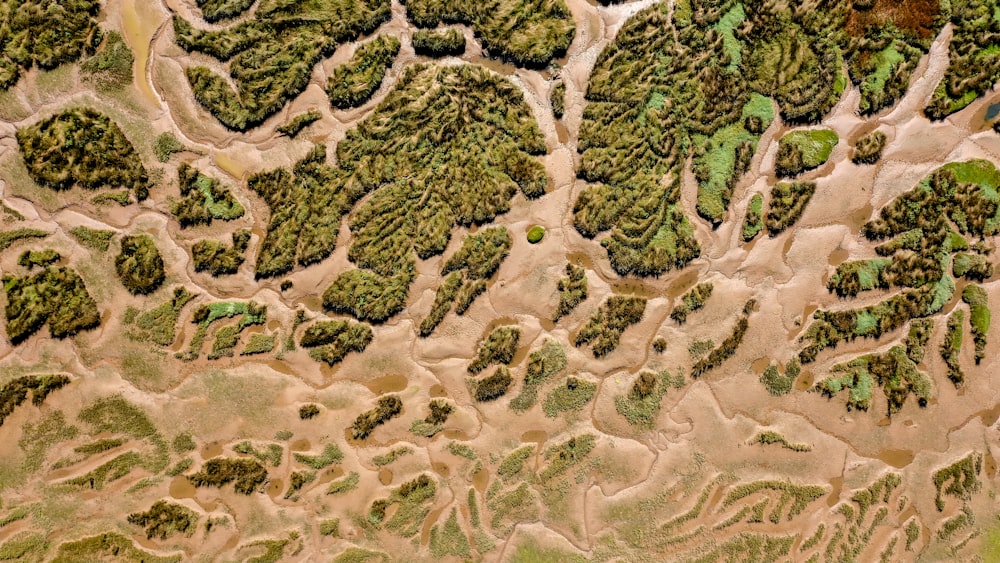 an aerial view of a forested area with trees