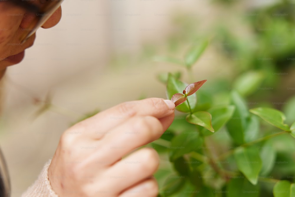 a close up of a person touching a plant