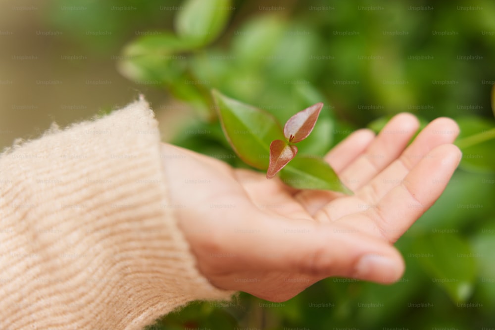 una persona sosteniendo una planta en la mano