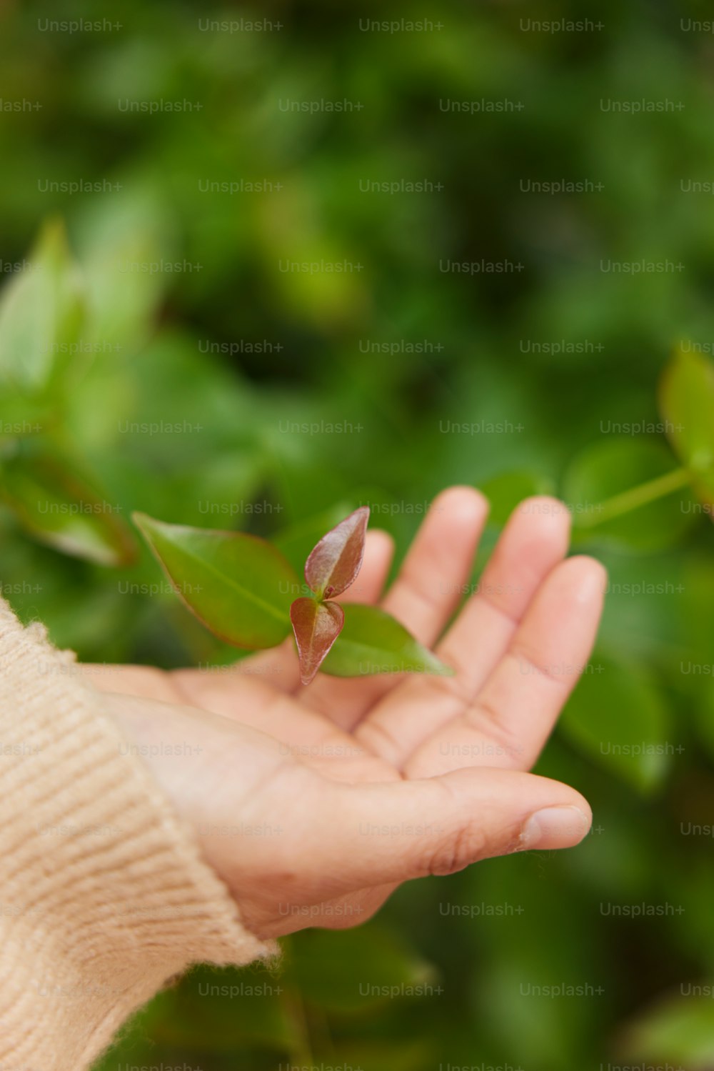a person holding a plant in their hand