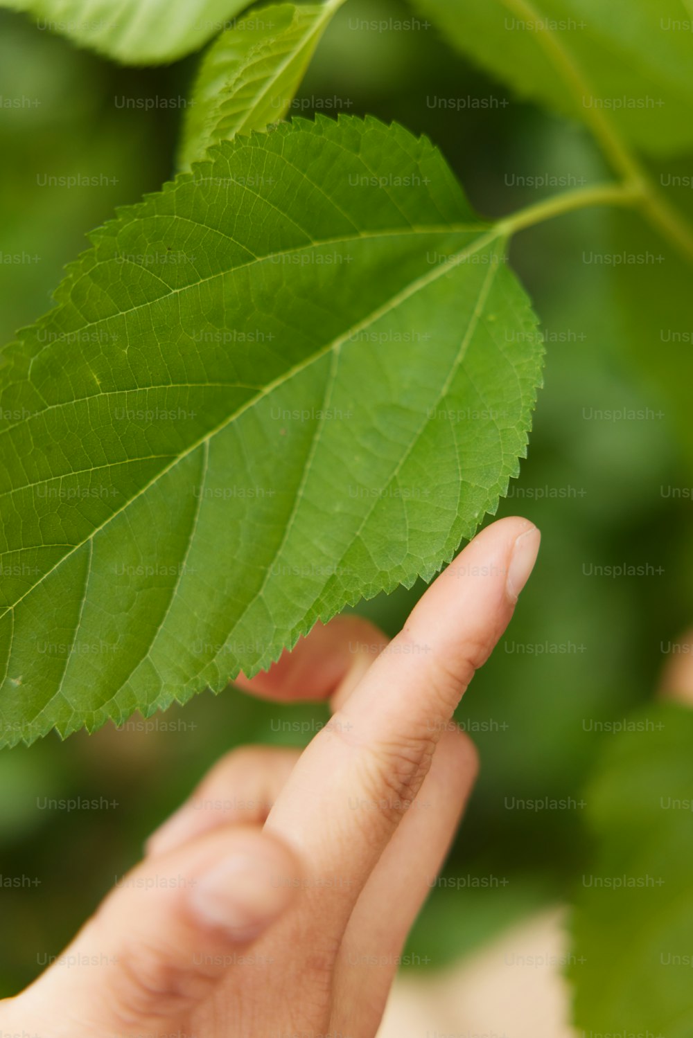 uma pessoa segurando uma folha verde na mão