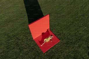Un perro acostado en una caja roja en la hierba