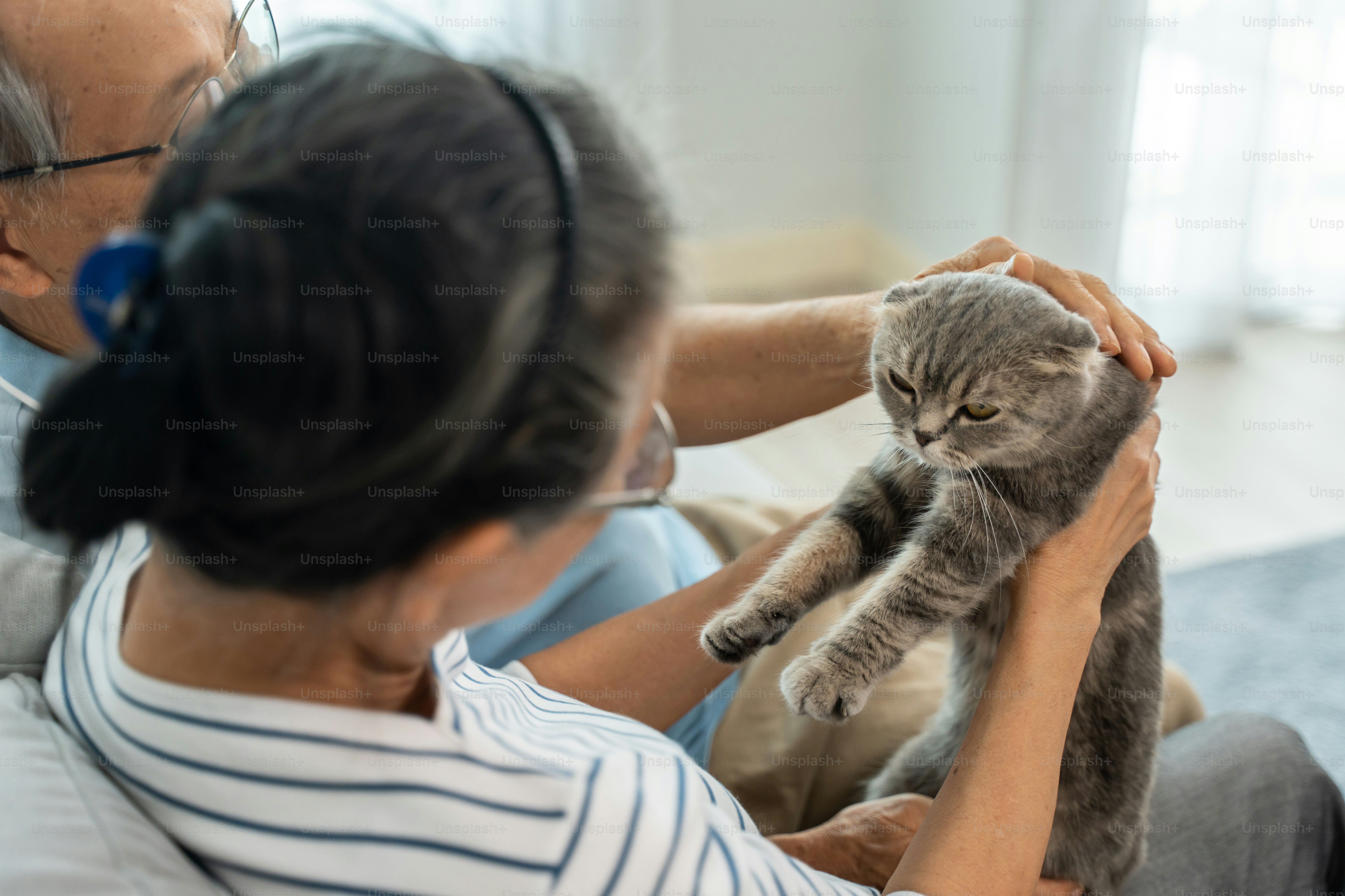 Asian senior couple stroking and play with domestic cat in living room. Happy family, Attractive elderly mature man and woman grandparents sit on sofa, spend free leisure time with their pet in house.