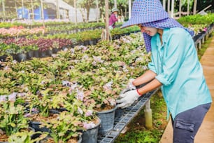 Mujer asiática trabajadora feliz con flores de plantación cuidando flores en invernadero.