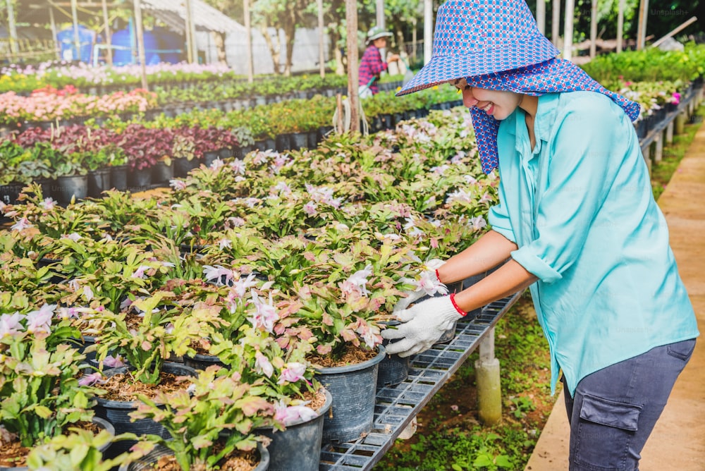 Donna asiatica lavoratrice felice con la piantagione di fiori che si prende cura dei fiori in serra.