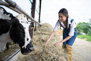 Atractiva mujer asiática granjera lechera que trabaja sola al aire libre en la granja. Joven hermosa agricultora alimentando rebaño de vacas con hierba de heno en establo con felicidad en la industria ganadera.