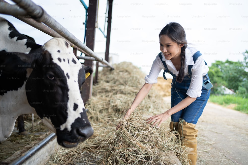 Attractive Asian dairy farmer woman working alone outdoors in farm. Young beautiful woman agricultural farmer feeding herd of cows with hay grass in cowshed with happiness at livestock farm industry.