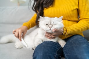 Close up hands of woman holding little cat with happiness at home. Attractive beautiful female sit on sofa, spending leisure free time and massaging her pet animal with gentle in living room in house.