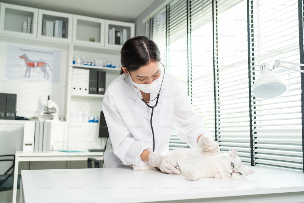 アジアの獣医師は、動物病院での予約中に猫を診察します。専門の獣医の女性は聴診器の仕事が付いている診察台の上に立ち、ペット病院の小動物の子猫を点検します