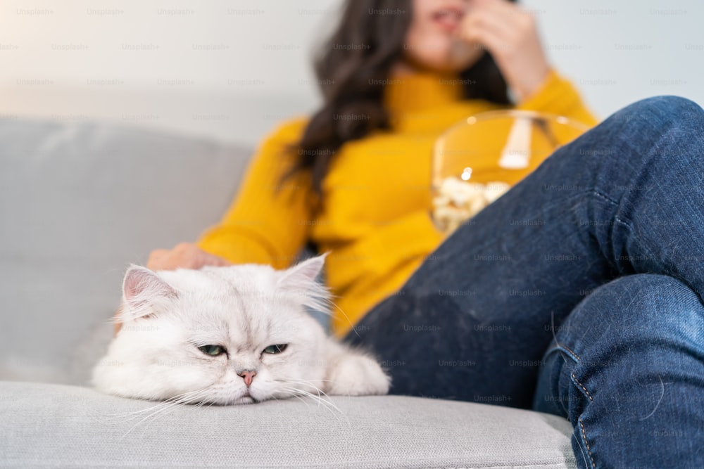 Close up of young women stroking domestic cat while watching movie. Attractive beautiful female sit on sofa, spend leisure free time with her little pet kitty animal with gentle in living room at home