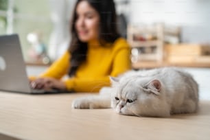A cat lying on a desk in front of a person working at a laptop.