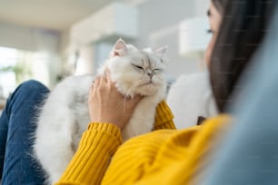 Mujer asiática sosteniendo y jugando con gatito con felicidad en casa. Atractiva hermosa hembra se sienta en el sofá, pasa el tiempo libre de ocio y habla con su animal de compañía con gentileza en la sala de estar de la casa.