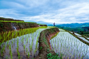 Hombre asiáticos viaje natural relajarse. Caminando toma una foto del campo de arroz. en verano.